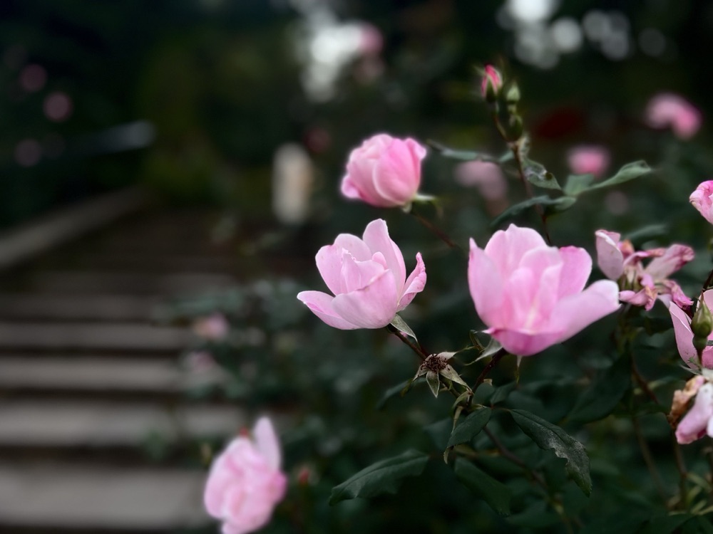 Rose photography by Wandering Blue Moon