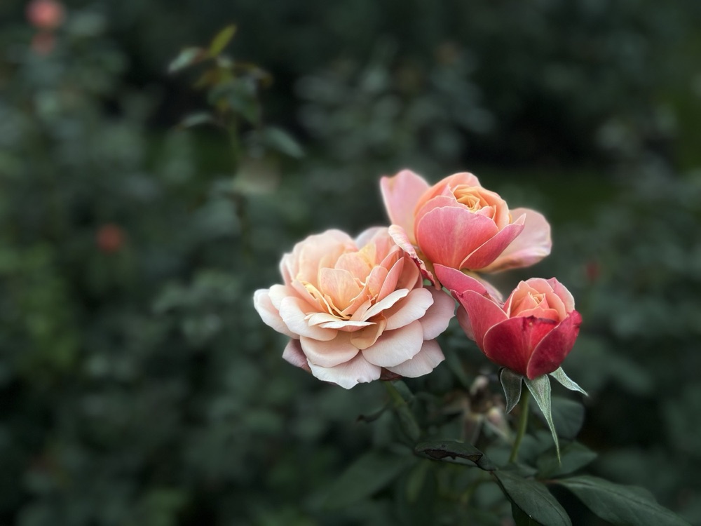 Rose photography by Wandering Blue Moon