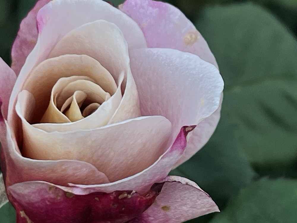 Rose photography by Wandering Blue Moon
