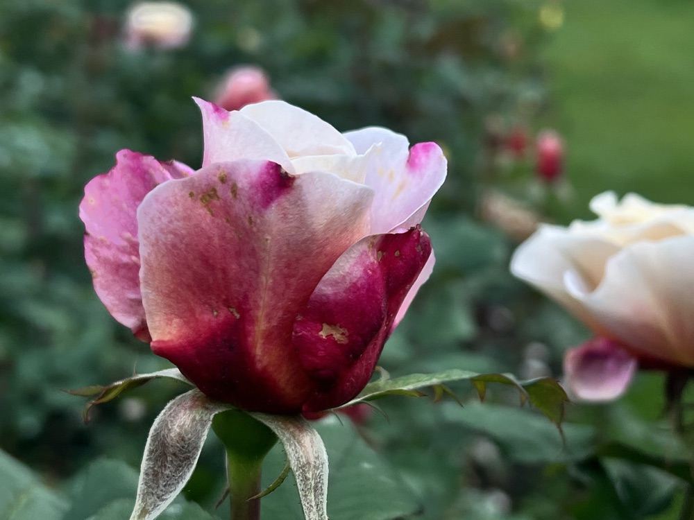 Rose photography by Wandering Blue Moon
