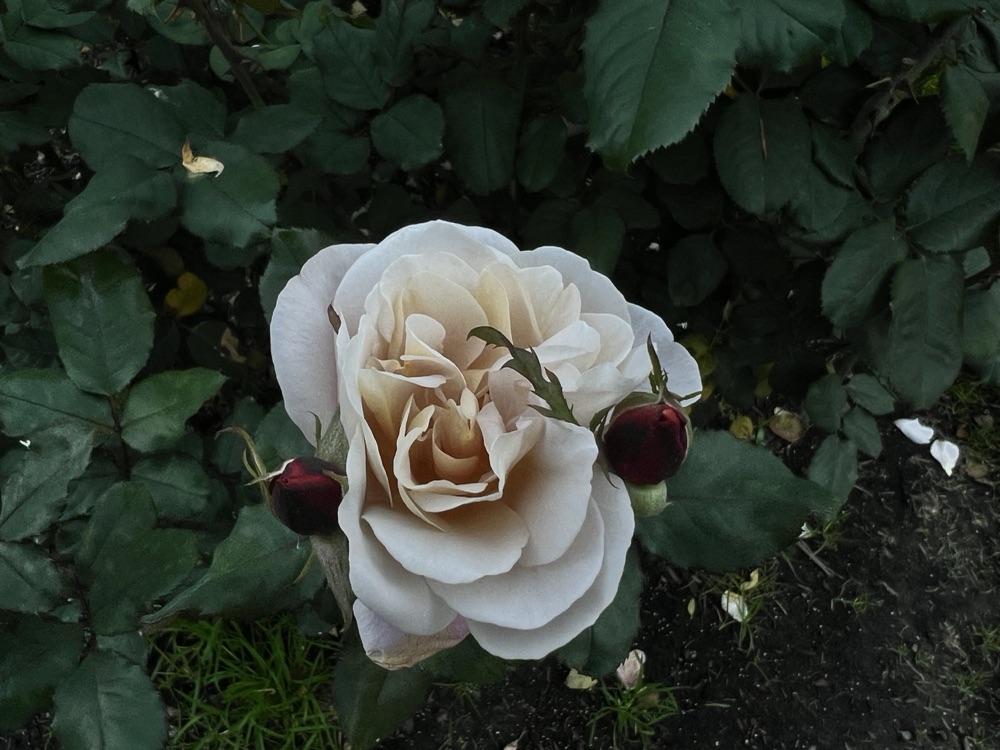 Rose photography by Wandering Blue Moon
