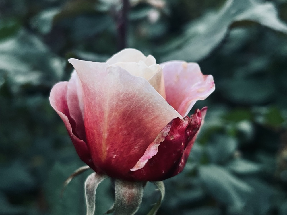 Rose photography by Wandering Blue Moon
