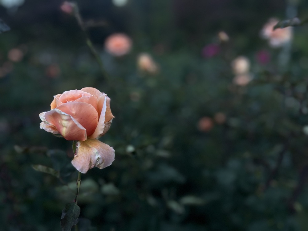 Rose photography by Wandering Blue Moon