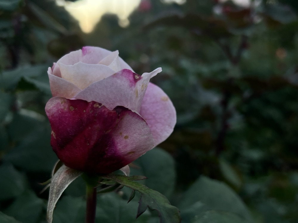 Rose photography by Wandering Blue Moon