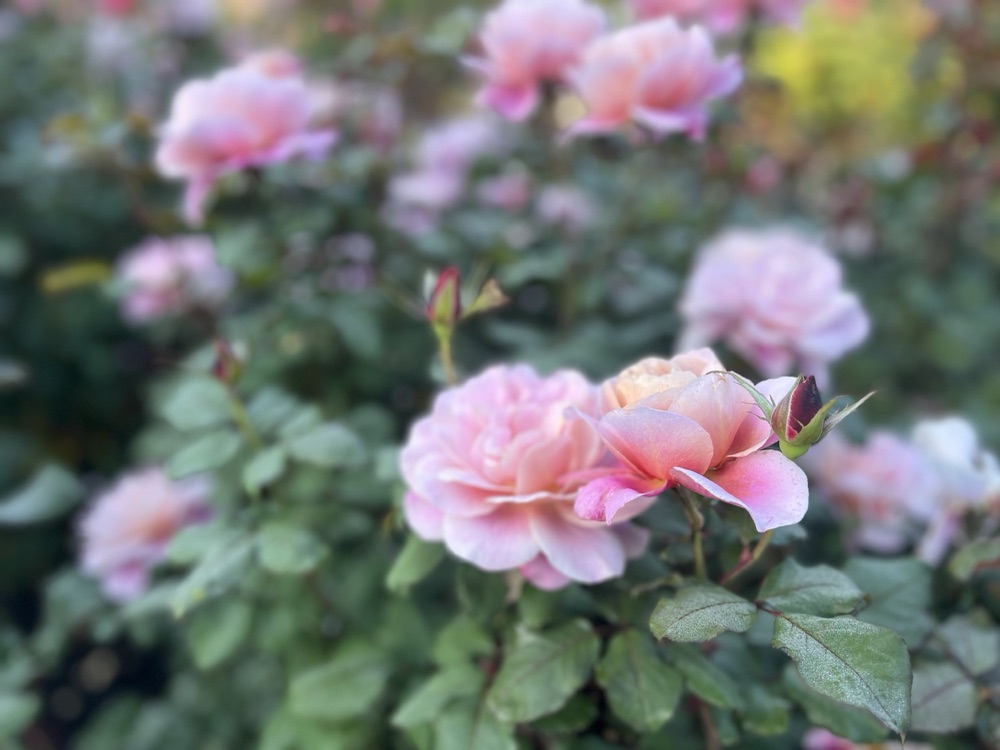 Rose photography by Wandering Blue Moon