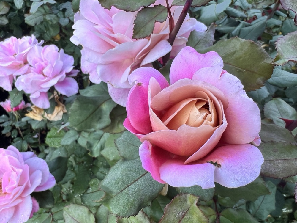 Rose photography by Wandering Blue Moon