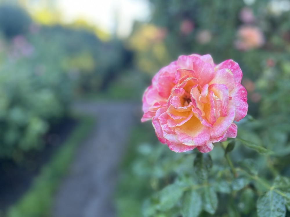 Rose photography by Wandering Blue Moon