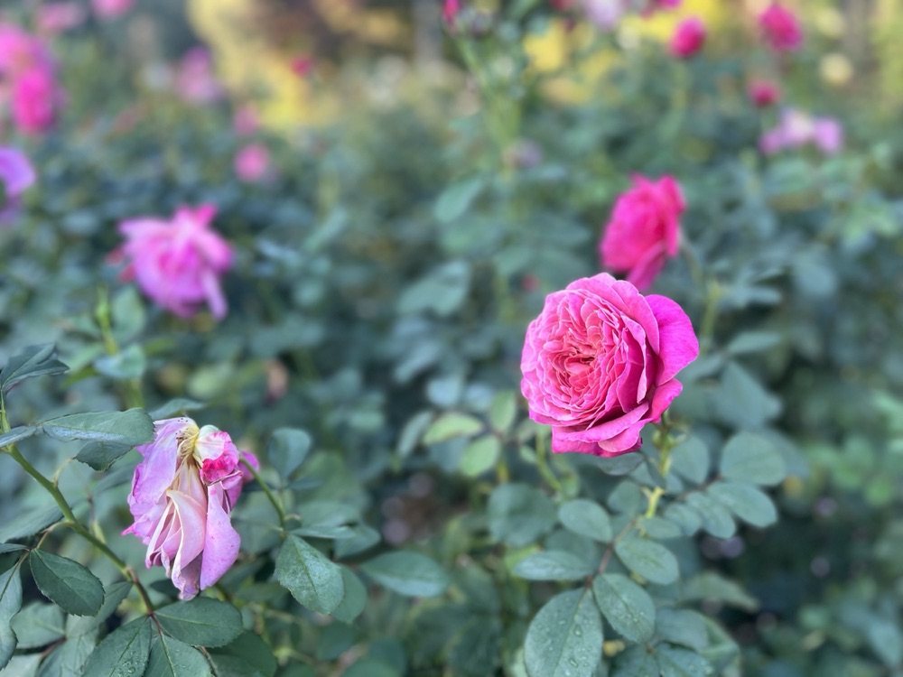 Rose photography by Wandering Blue Moon