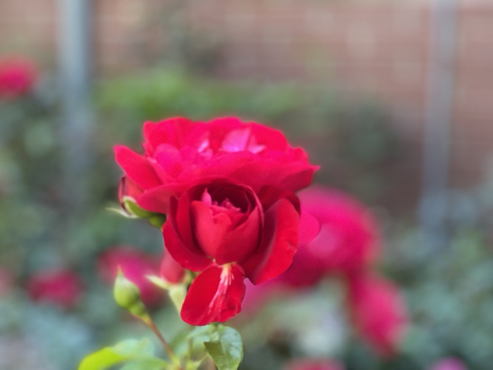 Rose photography by Wandering Blue Moon