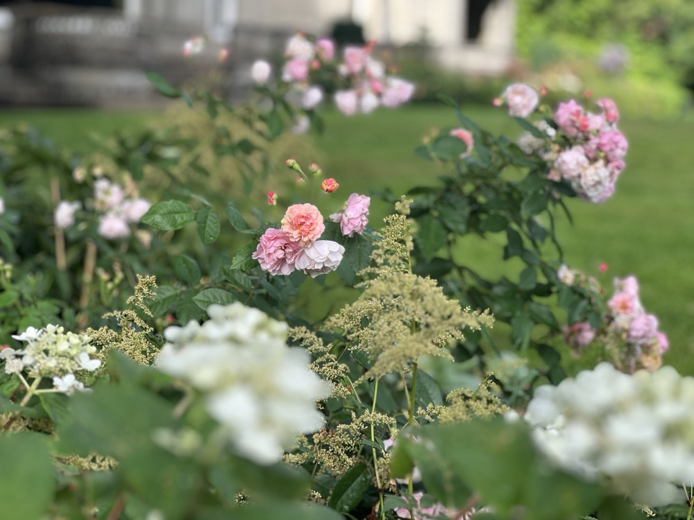 Rose photography by Wandering Blue Moon