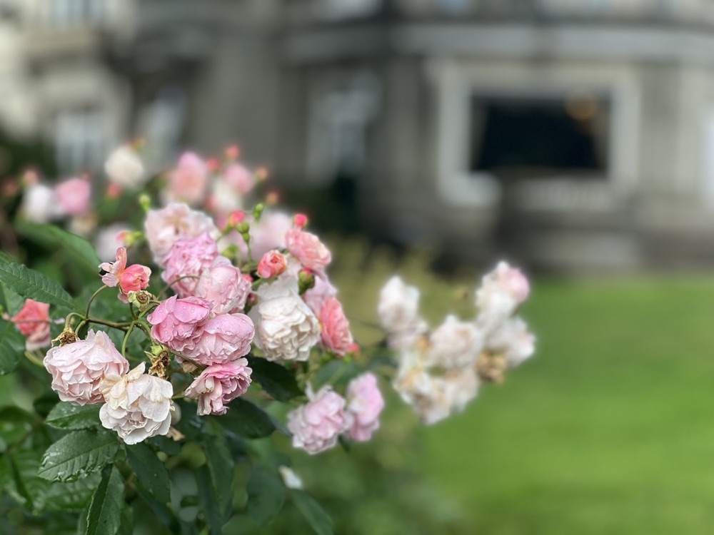 Rose photography by Wandering Blue Moon