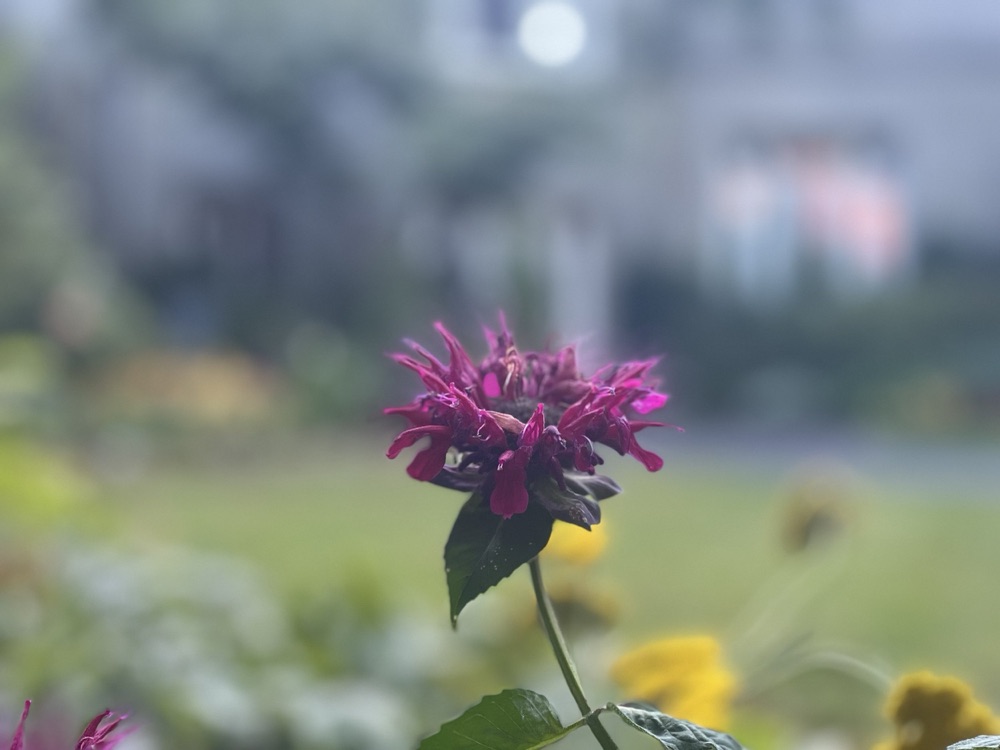 Rose photography by Wandering Blue Moon