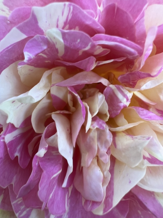Rose photography by Wandering Blue Moon