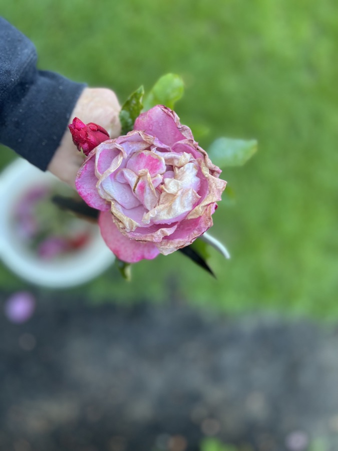 Rose photography by Wandering Blue Moon