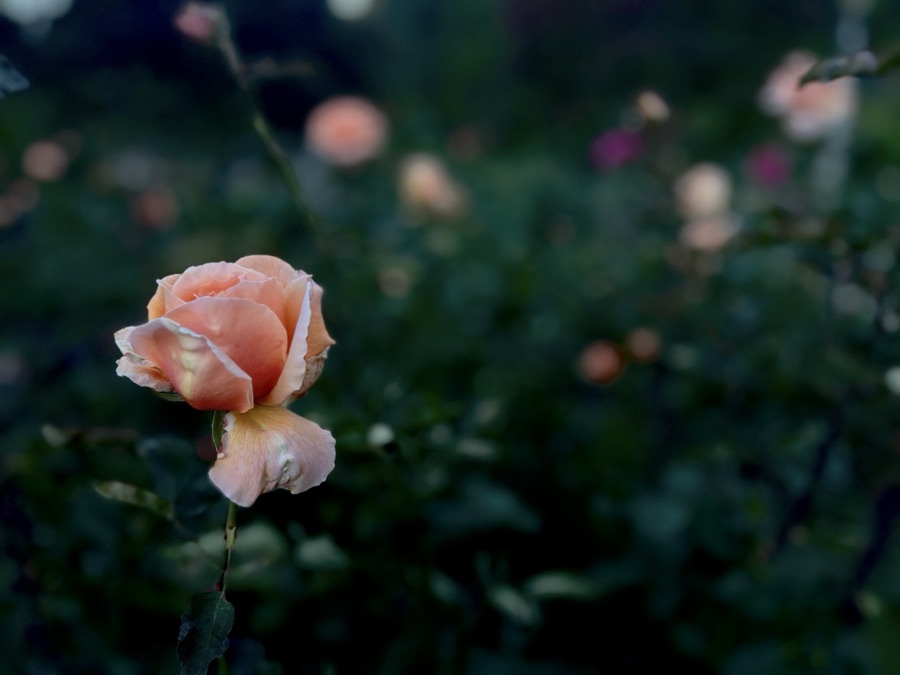 Rose photography by Wandering Blue Moon