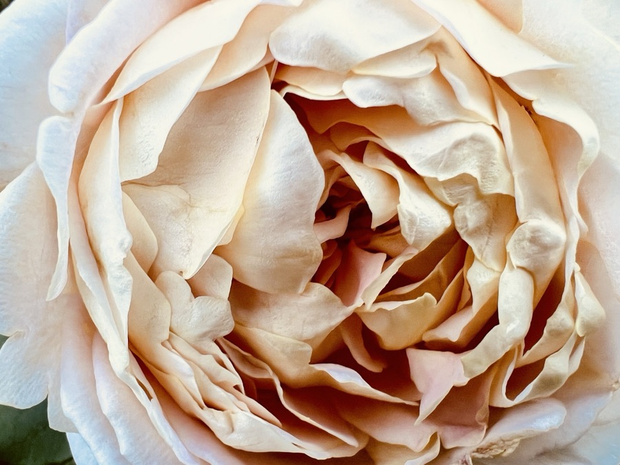 Rose photography by Wandering Blue Moon