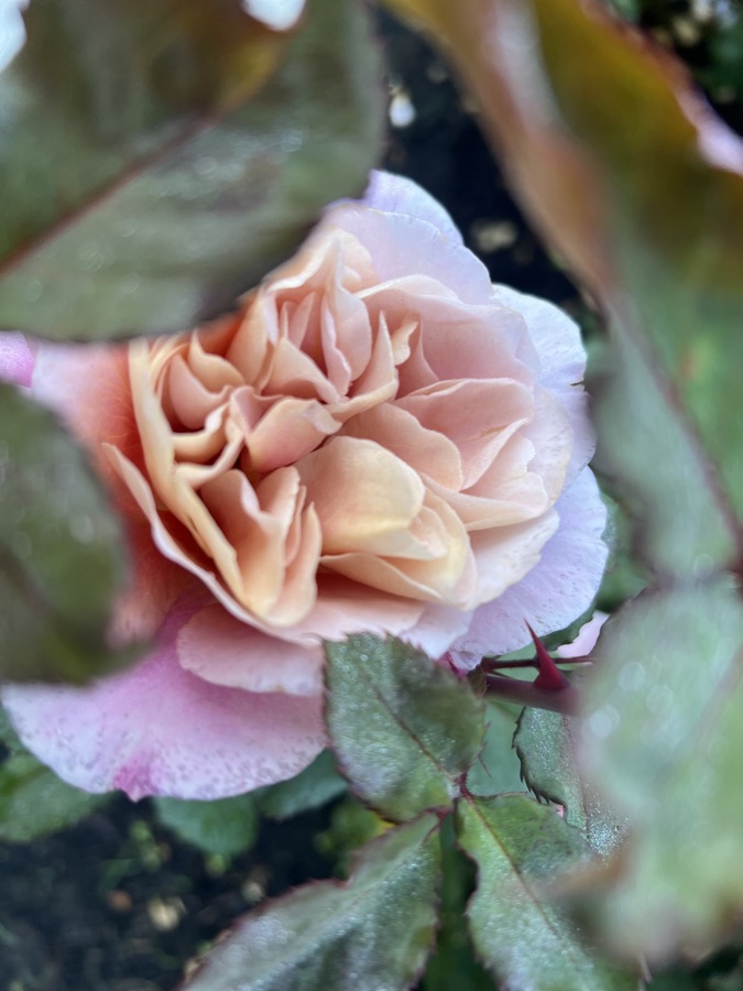Rose photography by Wandering Blue Moon