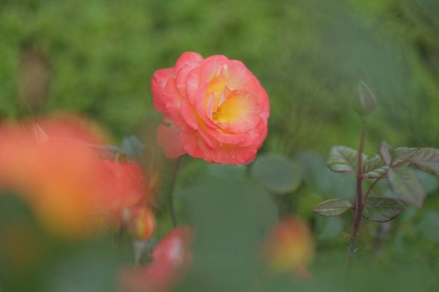 Rose photography by Wandering Blue Moon