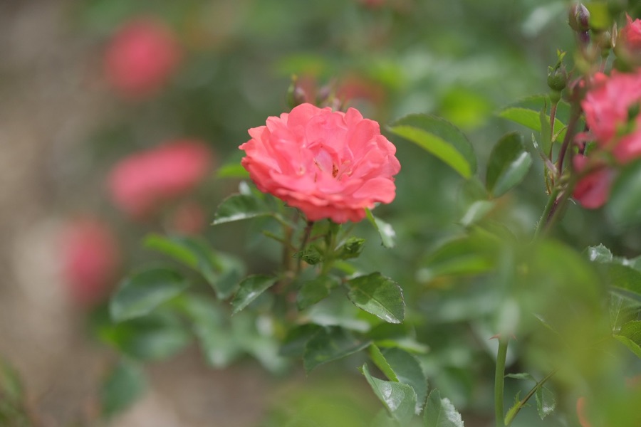 Rose photography by Wandering Blue Moon