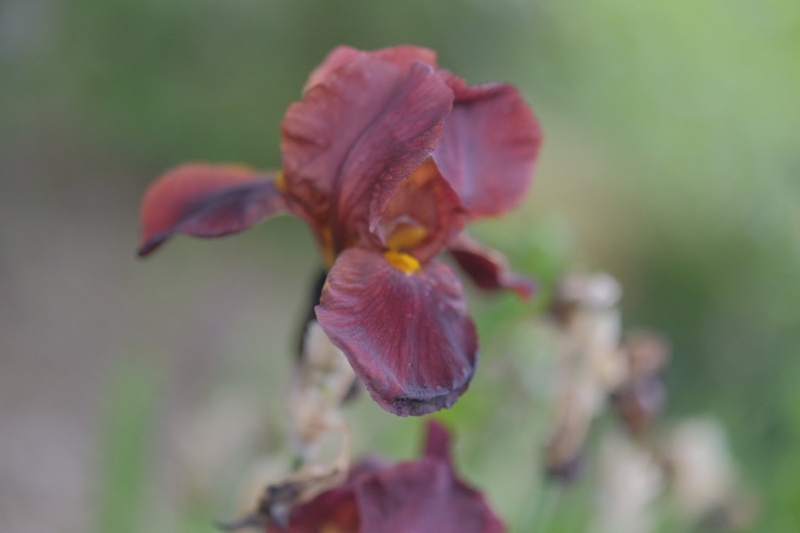 Rose photography by Wandering Blue Moon