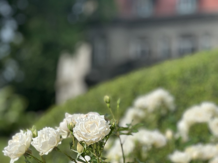Rose photography by Wandering Blue Moon