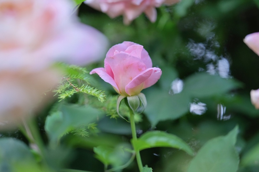 Rose photography by Wandering Blue Moon