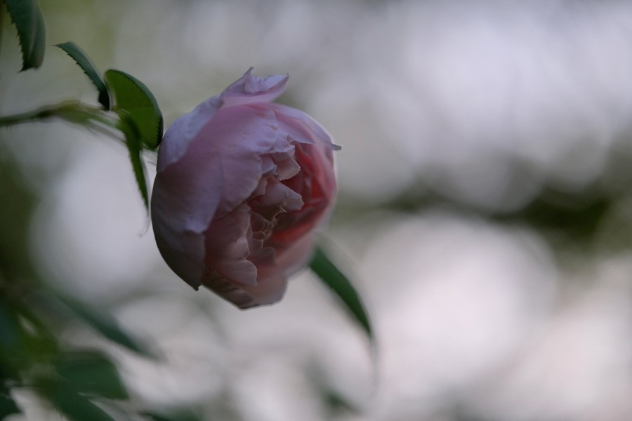Rose photography by Wandering Blue Moon