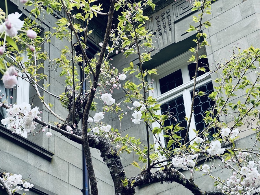 Rose photography by Wandering Blue Moon