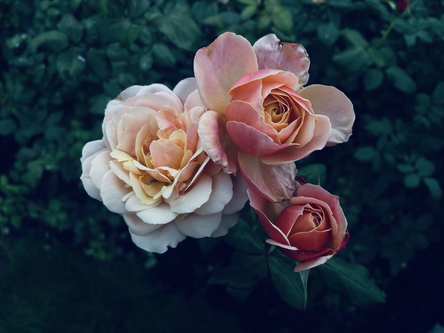 Rose photography by Wandering Blue Moon
