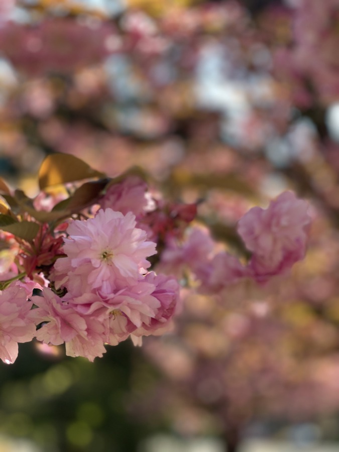 Rose photography by Wandering Blue Moon