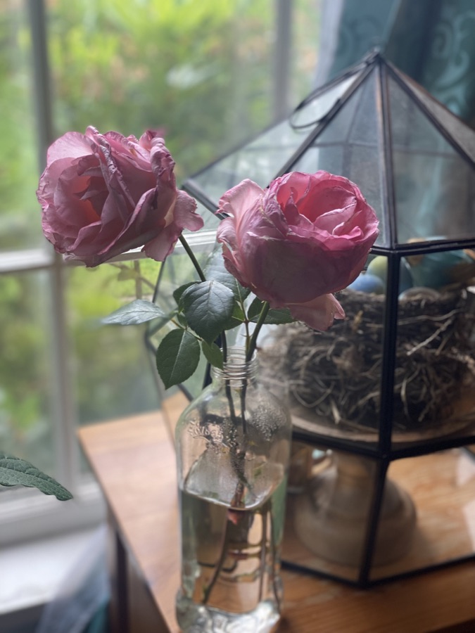 Rose photography by Wandering Blue Moon