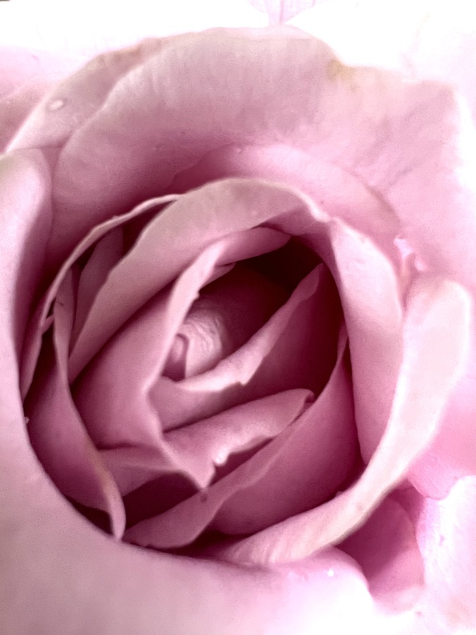Rose photography by Wandering Blue Moon