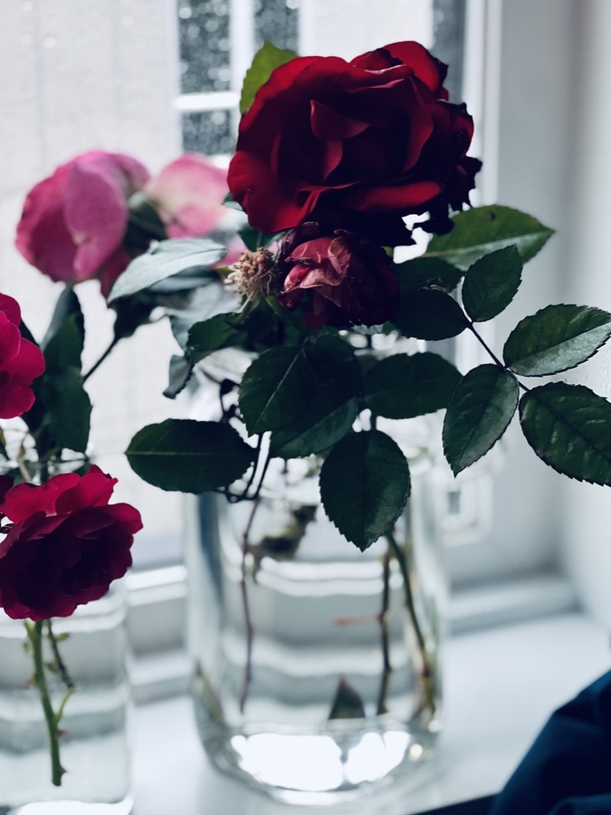 Rose photography by Wandering Blue Moon