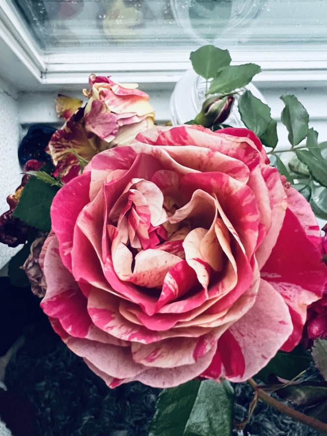 Rose photography by Wandering Blue Moon