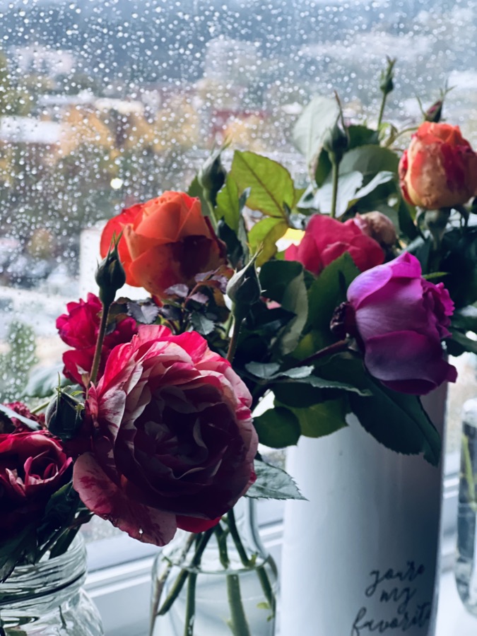 Rose photography by Wandering Blue Moon