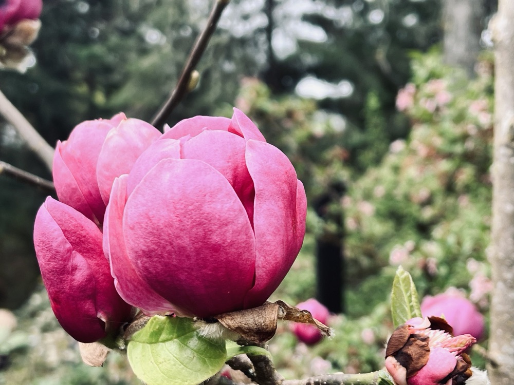 Garden photography