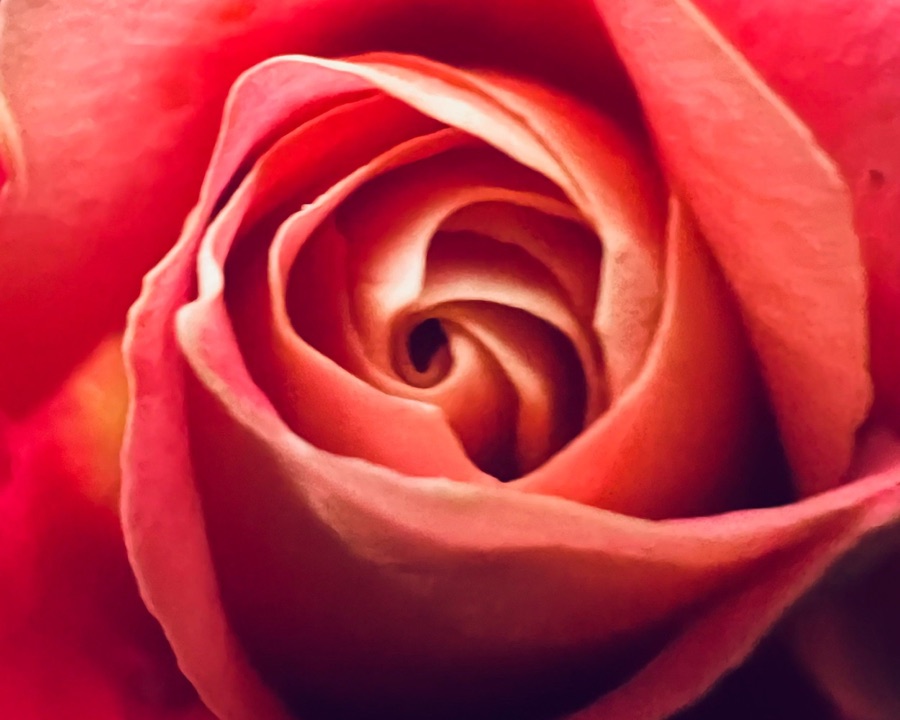 Rose photography by Trina Yount