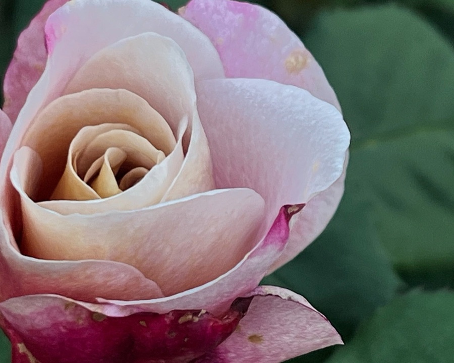 Rose photography by Trina Yount