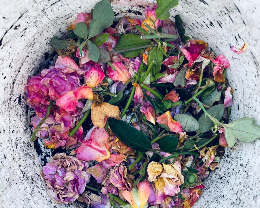 Rose photography by Trina Yount